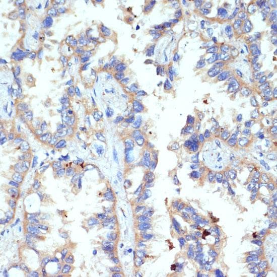 CD47 Antibody