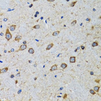 CDK1 / CDC2 Antibody