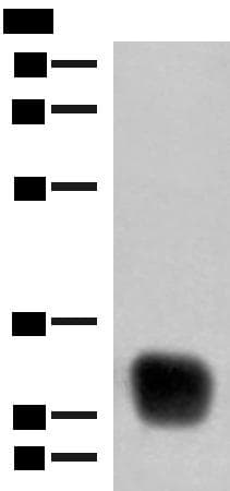 Polyclonal Rabbit anti-Human HLA-DRB4 Antibody (WB)