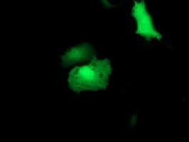 TIP48 / RUVBL2 Antibody (aa113-370, clone OTI1H10, Carrier-free)