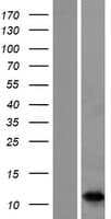 S100A7A / S100A15 Protein (Over-Expression Lysate Myc-DDK (Flag))