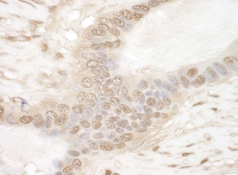 Monoclonal Mouse anti-Human GAPDH Antibody (aa150-200, IHC, WB)