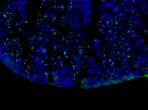 BrdU Antibody (clone 29G6.E8)