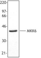 IHC-plus™ Polyclonal Rabbit anti-Mouse MAP2K6 / MEK6 / MKK6 Antibody (N-Terminus, IHC, WB)