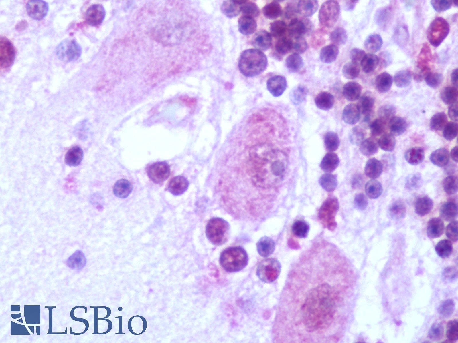 PathPlus™ GALR2 / Galanin Receptor 2 Antibody (C-Terminus)