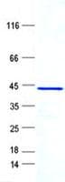 Human RPL28 / Ribosomal Protein L28 (Recombinant GST, N-terminus + His, C-terminus)