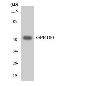 GPR180 Antibody (aa231-280)