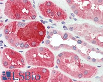 IHC-plus™ FAM3A Antibody