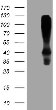 HOMER2 / Homer 2 Antibody (clone OTI1H3)