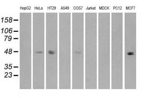 IRF3 Antibody (clone OTI5D2)