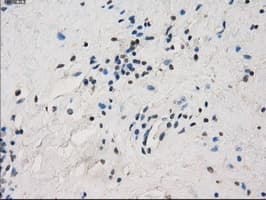 FCGR2 / CD32 Antibody (clone OTI13G9)