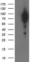 BCAR1 / p130Cas Antibody (clone OTI1A9)
