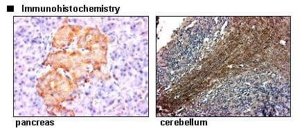 SLC16A2 / MCT8 Antibody (N-Terminal)