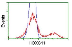 HOXC11 Antibody (aa1-304, clone OTI3E10, Carrier-free)