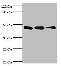 SUGCT / C7orf10 Antibody (aa1-250)