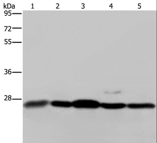 HMG1 / HMGB1 Antibody