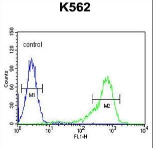 Polyclonal Rabbit anti-Human CRD-BP / ZBP1 / IGF2BP1 Antibody (aa508-534, IHC, WB)