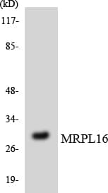 Polyclonal Rabbit anti-Human MRPL16 Antibody (aa163-212, IHC, WB)