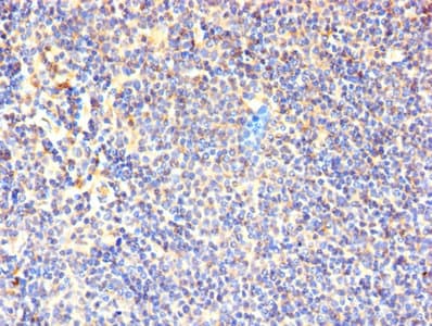 CD7 Antibody