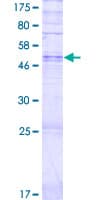 Human OR14I1 Protein (Recombinant GST)