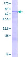 Human TTC23 Protein (Recombinant GST)