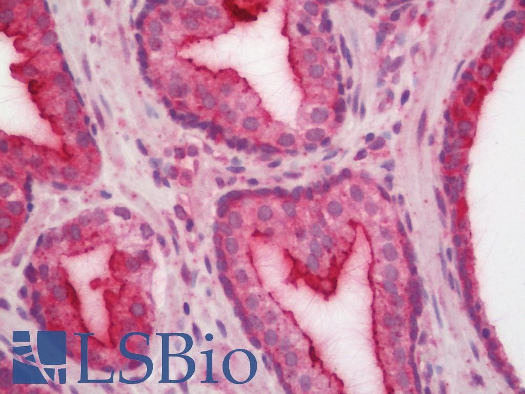 IHC-plus™ MED13L Antibody (aa750-800)