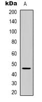Polyclonal Rabbit anti-Human SLC52A2 / GPR172A / PAR1 Antibody (Internal, WB)