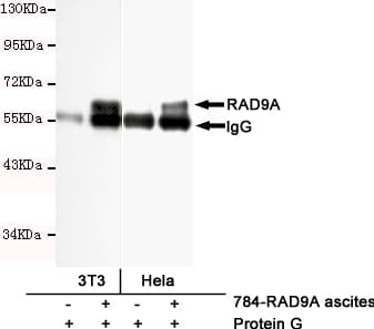 RAD9A / RAD9 Antibody