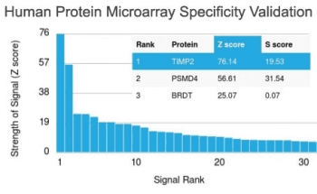 TIMP2 Antibody (clone TIMP2/2044)