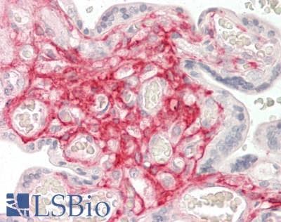 ENPP1 Antibody (Biotin)