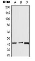 Polyclonal Rabbit anti-Human APLNR/ Apelin Receptor / APJ Antibody (Internal, WB)