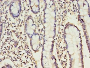 NK1 / CD160 Antibody (Biotin)