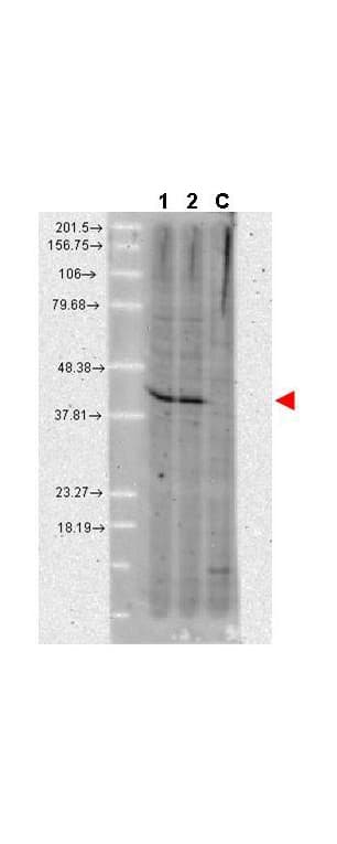 IHC-plus™ Monoclonal Rat anti-Human AHSA1 / AHA1 Antibody (clone 25F2.D9, IHC, WB)