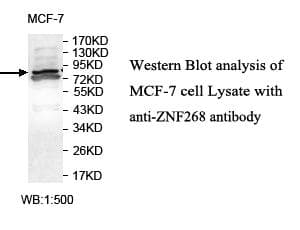 ZNF268 Antibody (aa8-263)