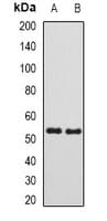 IHC-plus™ SUFU Antibody