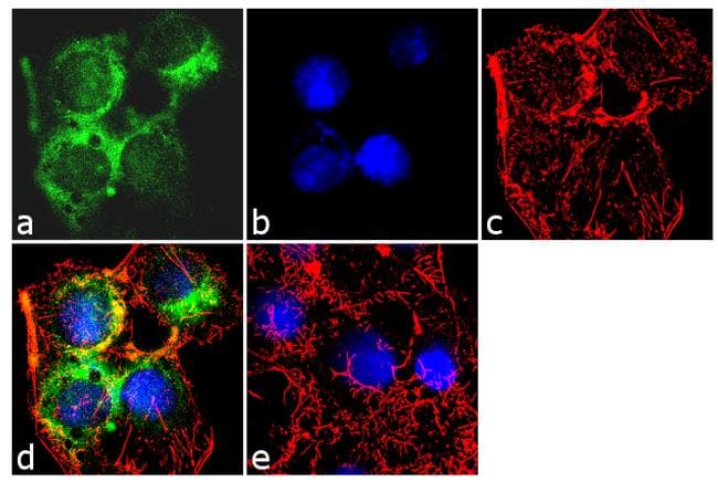 APOA1 / Apolipoprotein A 1 Antibody (clone 513)