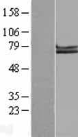 Human APLP1 / APLP-1 Protein (Over-Expression Lysate Myc-DDK (Flag))