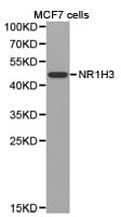 NR1H3 / LXR Alpha Antibody