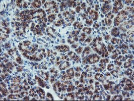 COPD / ARCN1 Antibody (clone OTI6A6)