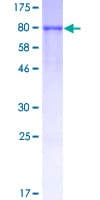 Human TRAF2 Protein (Recombinant GST)