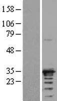 NAA10 / ARD1A Protein (Over-Expression Lysate Myc-DDK (Flag))