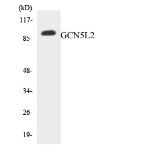 Polyclonal Rabbit anti-Human KAT2A / GCN5 Antibody (aa671-720, WB)