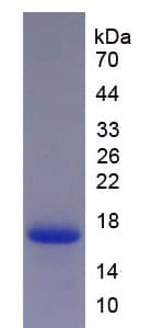Human Neurokinin B Protein (Recombinant His-T7)