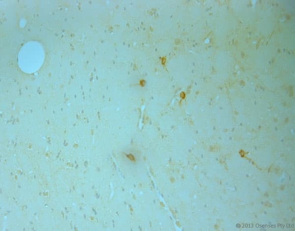 Polyclonal Goat anti-Rat NOS1 / nNOS Antibody (C-Terminus, IHC, WB)
