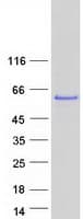 Human CAMK2G / CaMK II Gamma Protein (Recombinant Myc-DDK (Flag))