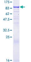 Human REC8 Protein (Recombinant GST)