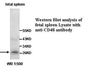 ABCA1 Antibody