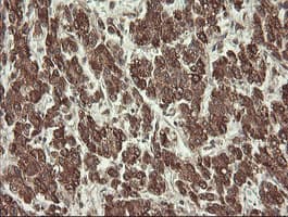 PROSC Antibody (clone OTI3A6, Carrier-free)