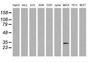 IF3mt / MTIF3 Antibody (clone OTI3C10)