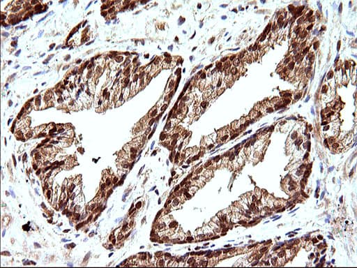 LZIC Antibody (aa1-190, clone OTI3A7)